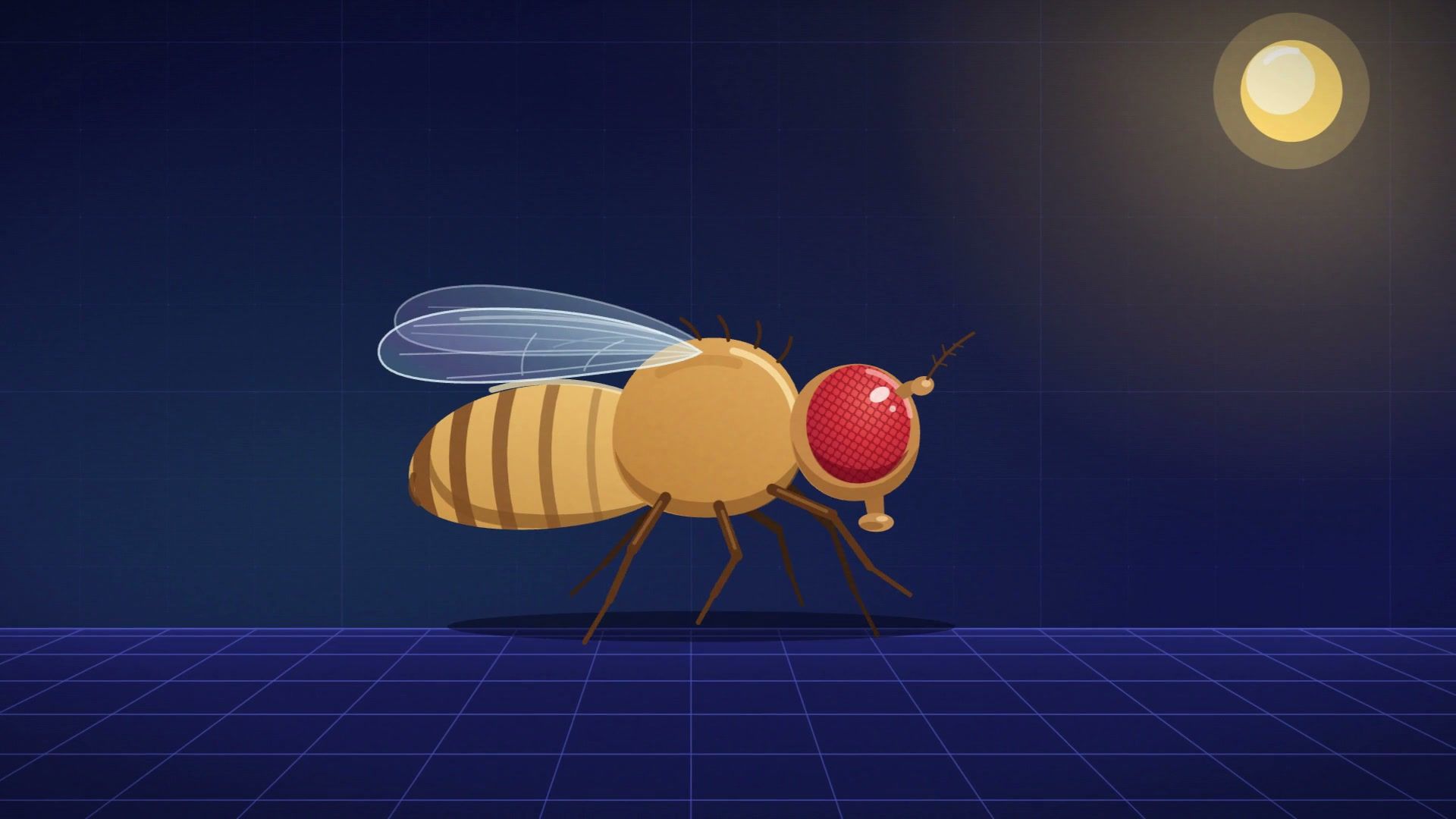 An illustrated fruit fly on a glowing lattice floor, from film 001.